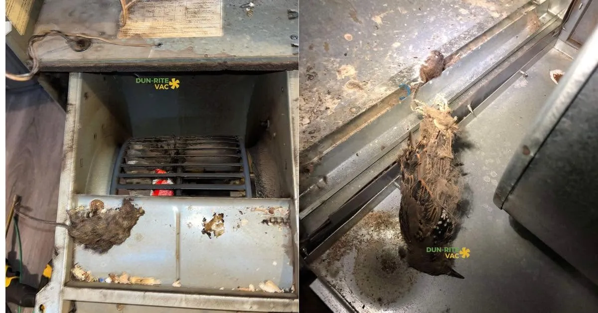 Bird nest discovered inside residential furnace ductwork during professional HVAC cleaning